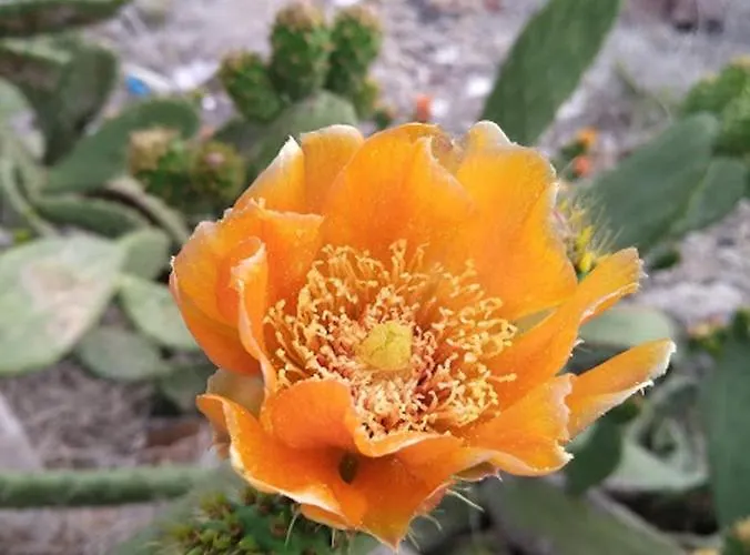 Casa Tijoco Гостьовий будинок 3*