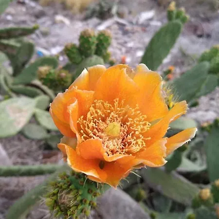 Casa Tijoco בית הארחה 3*